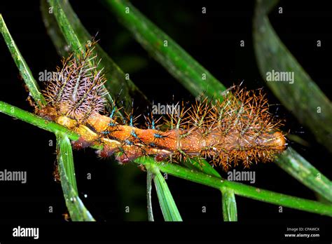 A poisonous spiny moth caterpillar - Automeris, family Saturniidae ...