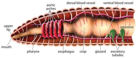 science worm diagram Diagram | Quizlet