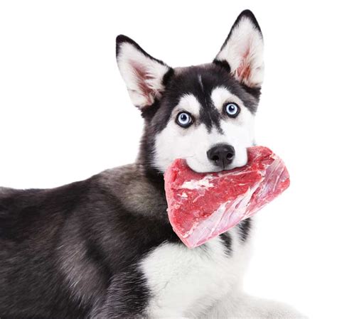 Können Huskys rohes Fleisch essen – 2024 Pet Diet Guide