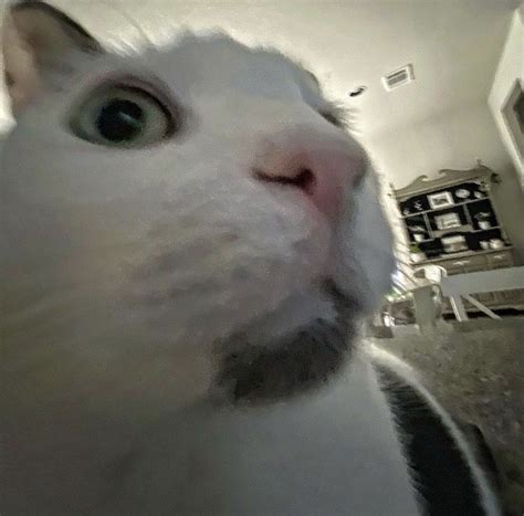 CAT MEME FACE in 2022 | Shocked cat, Cat memes, Funny animal jokes