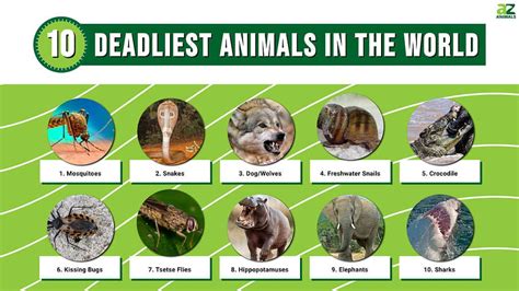 The world's 10 deadliest animals by annual human deaths