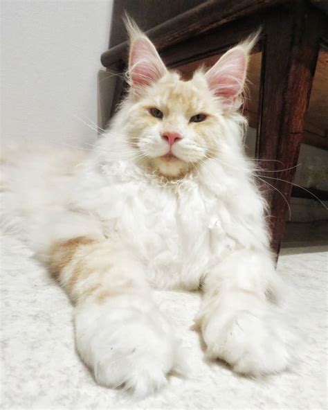 Meet Lotus, The Huge Fluffy Maine Coon Cat That's Going Viral On ...