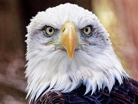 Eagle Eye