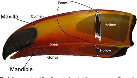 Figure 1 from Mechanical behavior of prosthesis in Toucan beak ...