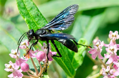 The Great Black Wasp | Focusing on Wildlife