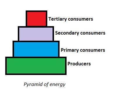 What Is an Ecological Pyramid Describe the Three Types