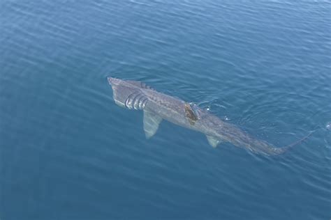 Basking Shark — Hebridean Whale & Dolphin Trust