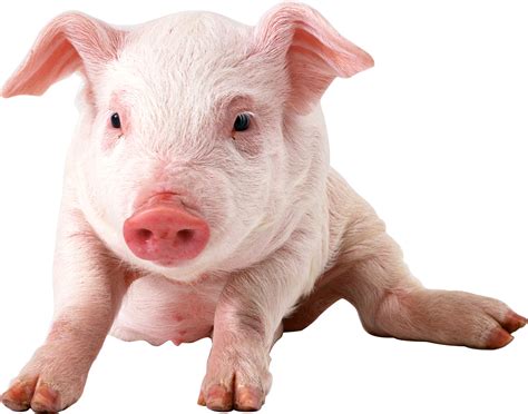 pig PNG image