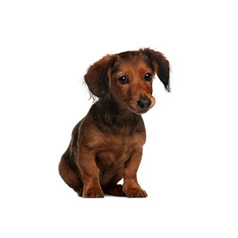 Dachshund Puppies for Sale in NJ: Find Dachshund Dogs for Sale From The ...