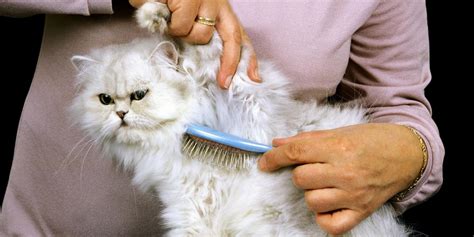 The Ultimate Persian Cat Grooming Guide - All About Cats