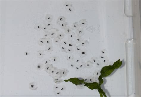 Axolotl Eggs - How To Hatch Axolotl, How To Grow Axolotl