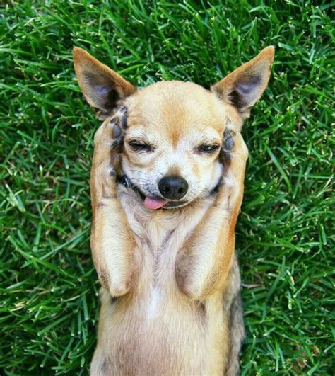 73+ Funny Chihuahua Dog Pictures Photo - Bleumoonproductions