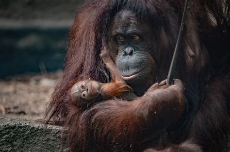 A Critically Endangered Bornean Orangutan Has Been Born At Chester Zoo