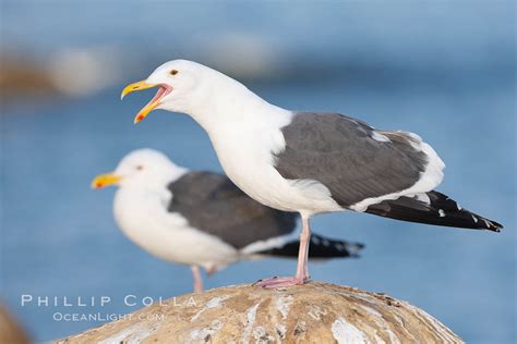 Western gull, calling/vocalizing, adult breeding, Larus occidentalis ...