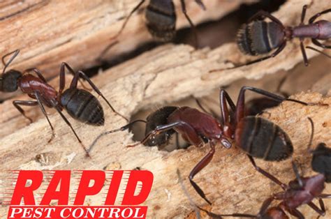 Carpenter Ants Control London Ontario