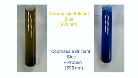 Bradford Assay for Protein Quantification ~ Biotechfront