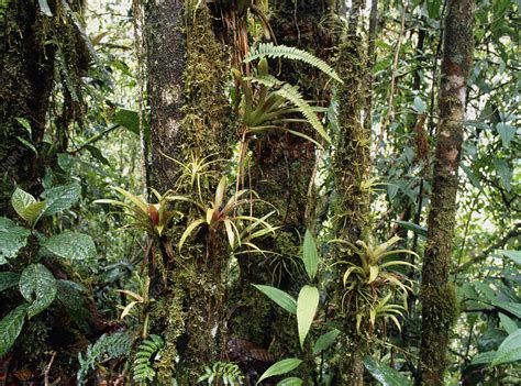 Bromeliads growing on trees in rainforest - Stock Image - B537/0011 ...