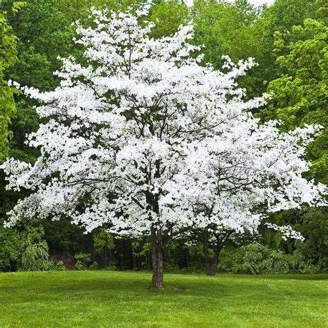 White Dogwood For Sale Online | The Tree Center