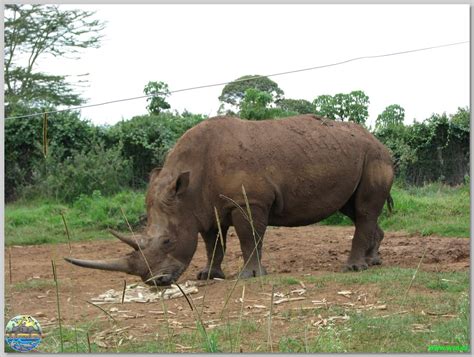 Mount Kenya Wildlife Conservancy