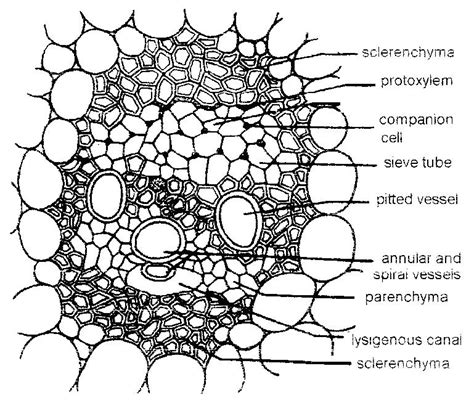 Monocot Stem Cross Section