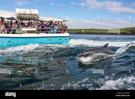 Dolphin Fungie, Tursiops truncatus, Dingle Dolphin Boat Tour, Dingle ...