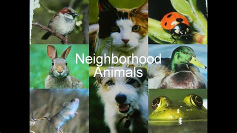 Neighborhood Animals - YouTube