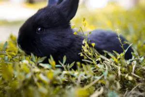 Havana Rabbit: Breed Facts, Lifespan, Colors, Care & More – Rabbit Care ...