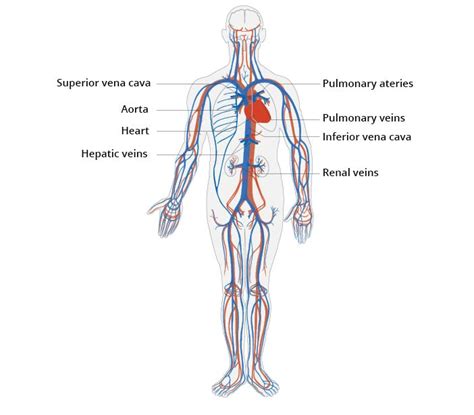 Cardiovascular system | CardioSecur