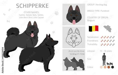 Schipperke clipart. Different poses, coat colors set Stock Vector ...