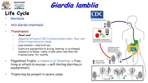 Giardia lamblia: Morphology, life cycle, pathogenesis, clinical ...