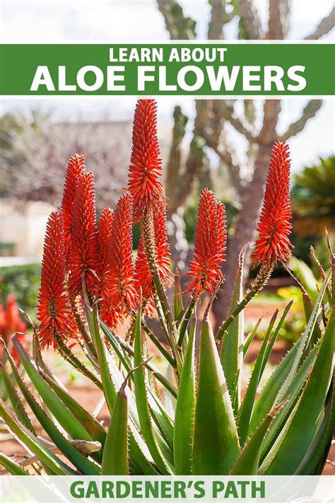 Do Aloe Plants Bloom? | Gardener’s Path