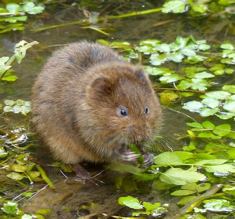 European Water Vole Guide: Identification, Diet And Habitat, 57% OFF