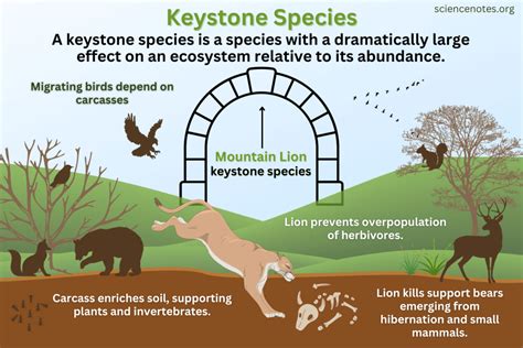 keystone species in the ocean Pin auf ocean conservation resources