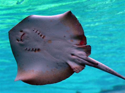 Dozens of stingrays die at Chicago zoo after being starved of oxygen ...