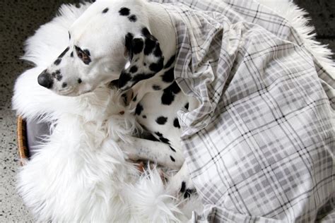 DIY Cotton Flannelette Dog Blankets and Dry Cloths - Dalmatian DIY