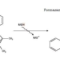 Principle of MTT assay | Download Scientific Diagram