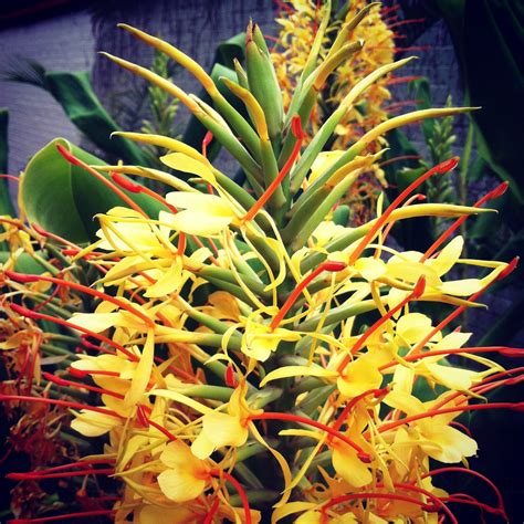 Ginger plant flower | Ginger plant, Ginger plant flower, Ginger flower