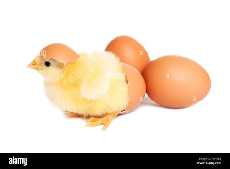 Baby chicken with eggs Stock Photo - Alamy