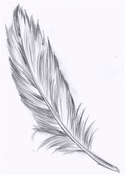 Realistic Feather Drawing at PaintingValley.com | Explore collection of ...