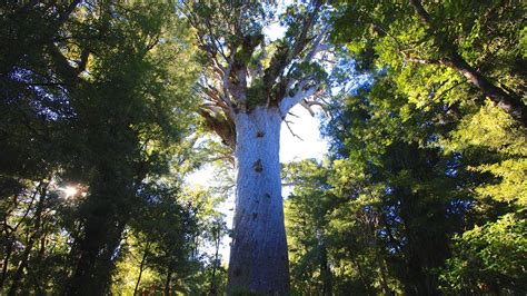 Tāne Mahuta Walk: Waipoua Forest, Northland