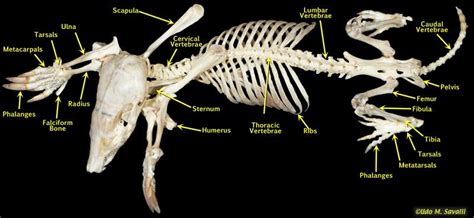 Mole Skeleton Diagram - Human Anatomy