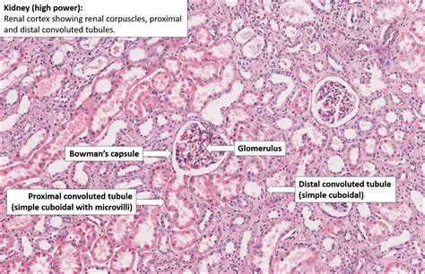 Normal Histology Of Kidney