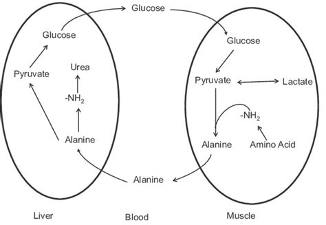 Alanine - Definition and Examples - Biology Online Dictionary