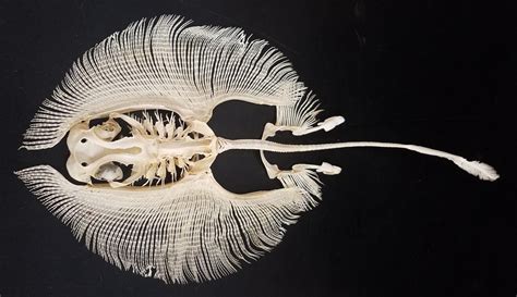 A stingray skeleton is probably one of the more interesting things you ...