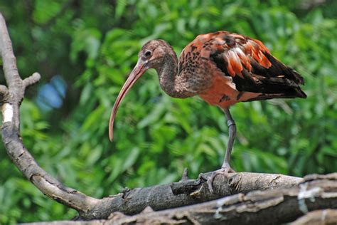 Baby Birdorable: Scarlet Ibis in Baby Birds, Ibises