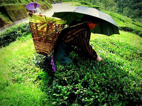 6 Tea Gardens in Darjeeling