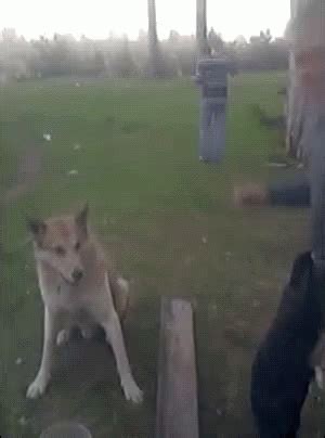 Dog Shaking GIF - Dog Shaking Agree - Discover & Share GIFs Funny ...