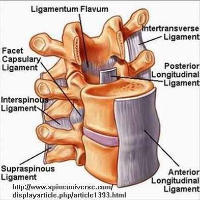 ligamentum flavum - Google Search | Spinal stenosis, Spinal surgery ...