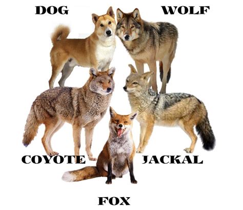 Comparing Canids: Dogs, Wolves, Jackals, Coyotes, and Foxes | Coyote ...