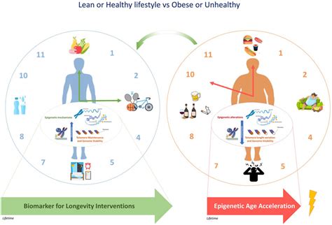 Frontiers | The epigenetic aging, obesity, and lifestyle